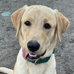 Duke - Labrador Retriever
