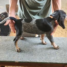 Orange Collar - Blue ticked and tan male Bluetick Coonhound puppy in Caneville, Kentucky from Bluegrass Blueticks (BGK)