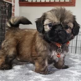 Shih Tzus from Precious Moments Shih Tzu