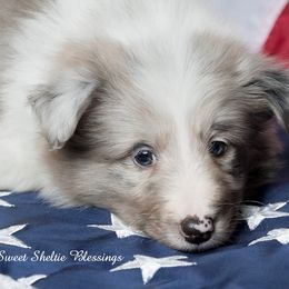 Shetland Sheepdog Puppies from Sweet Sheltie Blessings