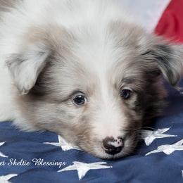 Shetland Sheepdog Puppies from Sweet Sheltie Blessings
