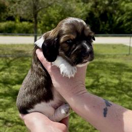 Sam - Piebald male Dachshund puppy in Homestead, Florida from Florida Mini Dachshunds