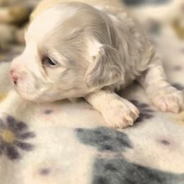 Oscar - White male Havanese puppy in Trinity, Alabama from Tooties Cuties Havanese