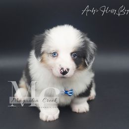 American Corgi and Pembroke Welsh Corgi Puppies from Magnolia Creek Corgis
