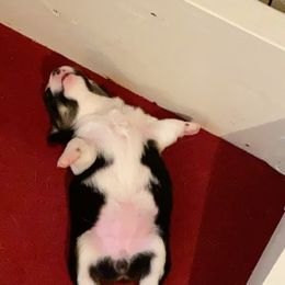 Pembroke Welsh Corgi Puppies from Twisted Little Corgis