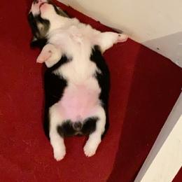 Pembroke Welsh Corgi Puppies from Twisted Little Corgis