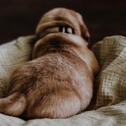 Labrador Retriever Puppies from Landon J Farms Labrador Retrievers