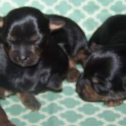 Yorkshire Terriers from Current River Kennels