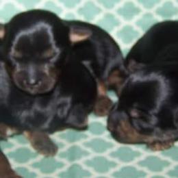 Yorkshire Terriers from Current River Kennels