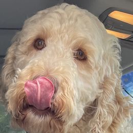 Daisy - Labradoodle