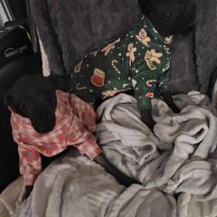 Chopo - Xoloitzcuintli