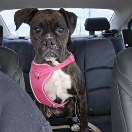 Calliope - Brindle Boxer puppy in Mount Zion, Illinois from Foulk's Boxer Puppies