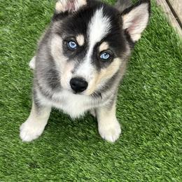 Pomsky Puppies from Sarah Conlan