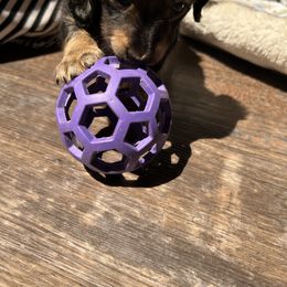 Dachshund Puppies from Blue Star Dachshunds