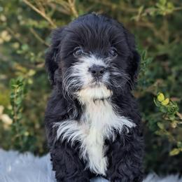 Ally - Black and white female Cockapoo puppy in Salt Lake City, Utah from Utah Cocker Spaniels