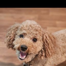 Poodle All Grown Up from Sally Hamer