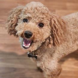 Poodle All Grown Up from Sally Hamer