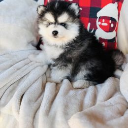 Noble - Black and white male Pomsky puppy in Yavapai County, Arizona from Pawsh Pomskies
