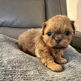 Luke - Blue male Shih Tzu puppy in Kettering, Ohio from LaDawn’s Little Lions