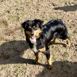 Panther - Miniature American Shepherd