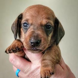 Blueprint K2 Litter - Red male Dachshund puppy in Mountain Grove, Missouri from Blueprint K9 Dachshunds- www.BlueprintK9.com
