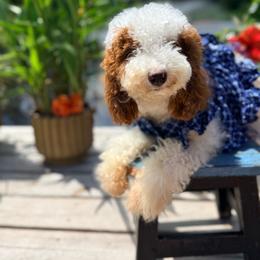 Lemon - Bernedoodle