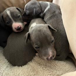 Boy 1 - Blue male Italian Greyhound puppy in Frederick, Maryland from Celeste Italian Greyhounds