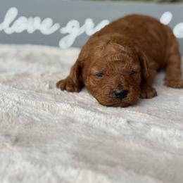 Biscuit - Red male Cavapoo puppy in Mona, Utah from Small Town Cavaliers