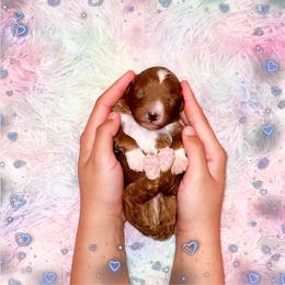 Cappuccino - Red  male Poodle puppy in Kissimmee, Florida from Poodle Doodle Kennels
