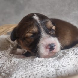 Pembroke Welsh Corgi Puppies from Cedar Trail Corgis