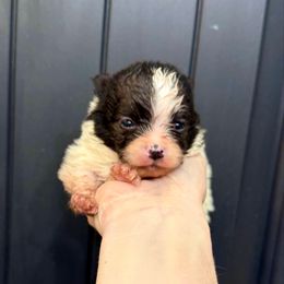Vixen - Black parti female Pomeranian puppy in Stroud, Oklahoma from Laik’s Little Shihtz & Poms