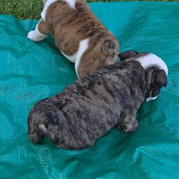 Bulldog Puppies from Chief Bulldogs