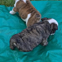 Bulldog Puppies from Chief Bulldogs