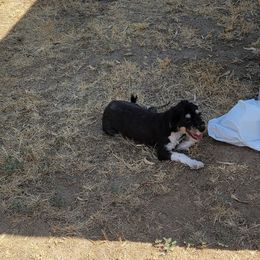 Cocoa - Black and tan female Yorkipoo puppy in Laton, California from McMillan Family Kennels