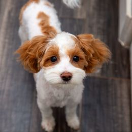 Willa Jean - Goldendoodle