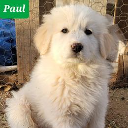 Paul - Colorado Mountain Dog puppy from Big Sky Acres