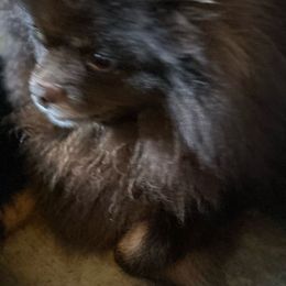 Bjorn - Pomeranian
