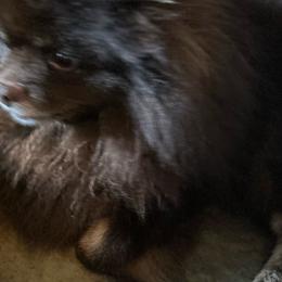 Bjorn - Pomeranian