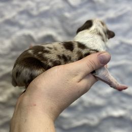 Red Merle male NBT 2 - Red merle male Toy Australian Shepherd puppy in Riverton, Utah from Iron Spirit Homestead & Aussies