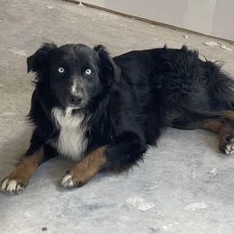 Hawkeye - Australian Shepherd