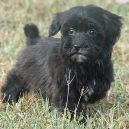 Sly - Black male Maltipoo puppy in Lebanon, Kentucky from Mosaic Merle Doodles