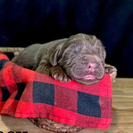 Five - Brown female Newfoundland puppy in Tully, New York from Bear Paw Newfoundlands