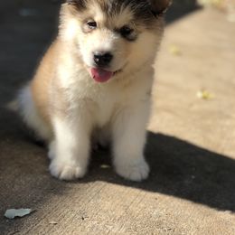 Alaskan Malamute Puppies from Sigma Alaskan Malamutes