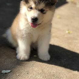 Alaskan Malamute Puppies from Sigma Alaskan Malamutes