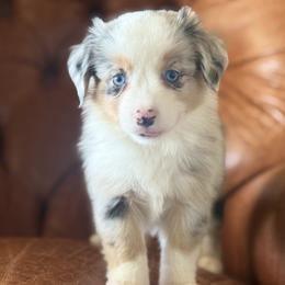 Southern🌊 - Blue merle female Miniature Australian Shepherd puppy in Granbury, Texas from Triple Cross Doodles