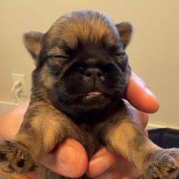 Boy 2 - Belge male Brussels Griffon puppy in Yucaipa, Texas from Griffs & Giggles Ranch - The Cortez Family