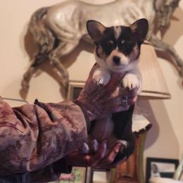 Mr red - Black and tan male Pembroke Welsh Corgi puppy in Beech Island, South Carolina from Em and Em Farm