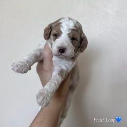 Fruit Loop - Parti male Goldendoodle puppy in Crothersville, Indiana from Wischmeier’s Doodles