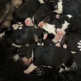 Bernedoodle Puppies from Russell Ranch Bernedoodles