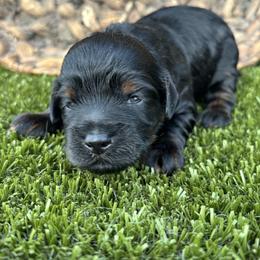 Josie - Black female Cockapoo puppy in Gay, Georgia from That’s My Puppy